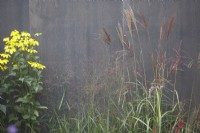 Helianthus salicifolius, Miscanthus Sinensis 'Morning Light' and Panicum Squaw against modern grey stone wall.
