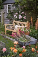 Wheelbarrow filled with deadheaded Lupin flowers in summer