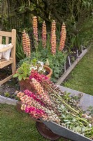Wheelbarrow filled with deadheaded Lupin flowers in summer