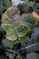 Nutrient deficiency in Broccoli 'Sakura' leaves
