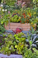 Raised beds in organic kitchen garden, rows of lettuce 'Romaine'.kale 'Nero di Toscana', chicory 'Palla Rossa'. Swiss chard, basil, French marigold, tomatoes, peppers and courgettes.