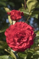 Rosa 'Dizzy Heights'