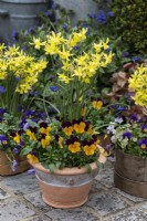 Terracotta pot  planted with annual viola 'Orange Duet' and Narcissus 'Hawera'