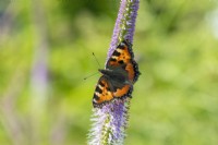 A tortoiseshell butterfly settles on purple Veronicastrum virginicum, Culver's foot.