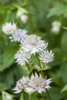Astrantia major, greater masterwort or Hattie's pincushion, flowering from June.