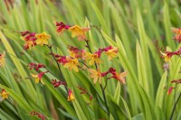 Crocosmia x crocosmiiflora 'Harlequin', a two-tone perennial that flowers from July.