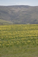 View across fields of cultivated Narcissus syn. daffodil in the Cambrian mountains at Pwllpeiran, an unique, upland, research farm.