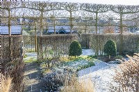 View of walled town garden in winter with box topiary, pleached field maples - Acer campestre - and internal boundary hedges of clipped hawthorn - Crataegus monogyna. January