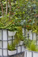 Small forest planting in containers. Plants are Viburnum opulus Polystichum setiferum, Asplenium scolopendrium, Dryopteris filix-mas and Dryopteris erythrosora. The IBC Pocket Forest at Chelsea Flower Show 2021 Design: Sara Edwards