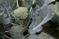 Broccoli 'Matsuri'
