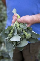 Broccoli 'Sibsey' Bellaverde F1 Hybrid
