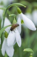 Galanthus 'James Backhouse' attracting an early honeybee. Snowdrops are a good source of pollen and nectar early in the year. January