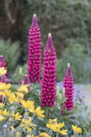 Lupinus 'The Pages'