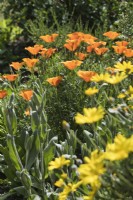 Eschscholzia californica - California poppy with Euryops pectinatus