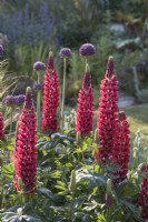 Lupinus 'The Pages' with Allium giganteum behind