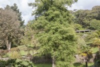 Specimen tree, Taxodium distichum syn. swamp cypress in bog-garden at the lowest level of the terraced, Victorian Walled Garden at Penrhyn. Gunnera manicata.