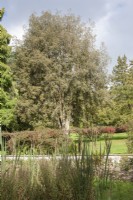 View through Typha latifolia syn. bulrush in Bog Garden to Victorian, ironwork pergola draped with Fuchsia magellanica 'Riccartonii.' and Clematis 'Jackmanii Superba'. 
