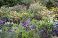 Honesty, Lupinus, Penstemon 'Dark Towers', Allium 'Purple Sensation', Thalictrum and Angelica in cottage garden borders.