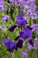 Iris 'Bishops Robe' against a backdrop of self seeded Honesty in cottage garden border