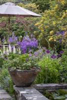 Allium 'Purple Sensation' and Lupinus 'Noble Maiden' backed with Azaleas in cottage garden border, early summer.  Container planting of Geranium canariense