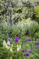 Allium 'Purple Sensation' and Lupinus 'Noble Maiden' beneath Wisteria 'Shiro-Noda' in cottage garden border, early summer