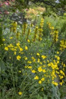 Buttercup, Ranunculus acris, backed with Asphodeline lutea in yellow themed cottage garden border