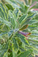 Euphorbia x martinii 'Ascot Rainbow' variegated leaves in winter - Febuary