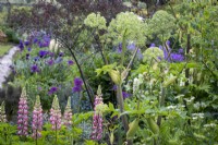 Angelica archangelica, Angelica with Lupinus 'The Chatelaine'