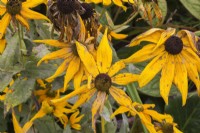 Rudbeckia fulgida 'Goldsturm'  - Coneflowers in wilted condition for lack of rainfall in summer - August