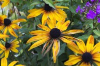 Rudbeckia hirta - Coneflowers in wilted condition for lack of rainfall in summer - August