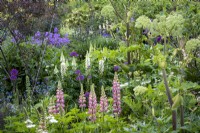 Lupinus 'Noble Maiden' and 'Chatelaine' with Angelica archangelica in cottage garden border in early summer