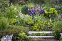 Terraced cottage garden border with Iris 'Bishop's Robe', Allium 'Purple Sensation', Euphorbias, Lupinus 'The Governor'.  Steps leading up.