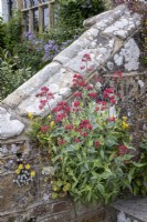 Centranthus ruber growing out of wall and steps in cottage garden