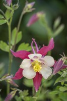 Aquilegia sp. , pink and white, self seeded