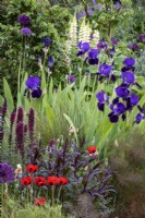 Foliage of Penstemon 'Dark Towers', Iris 'Bishop's Robe' and Papaver 'Ladybird' in cottage garden borders, early summer