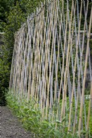 Row of bamboo canes supporting sweet peas, Lathyrus odorata