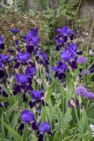 Iris 'Bishop's Robe'  in cottage garden border