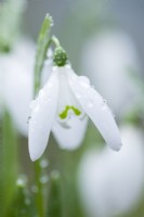 Galanthus nivalis 'Anglesey Abbey'. January