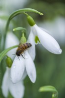 Galanthus 'James Backhouse' attracting an early honeybee. Snowdrops are a good source of pollen and nectar early in the year. January