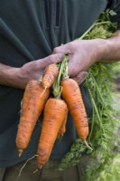 Carrot 'St. Valery'
