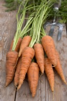 Carrot 'St. Valery' on a wooden table
