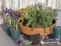 Prepare to plant a terracotta pot with herbs and early Iris reticulata