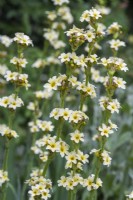 Sisyrinchium striatum, a perennial with spikes of creamy flowers, flowering from June.