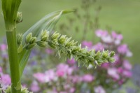 Veratrum spires - June