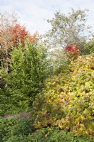 View of crimson and gold leaves in shrubbery in early-autumn.

Parrotia persica syn. ironwood tree; Persian ironwood. Cercidiphyllum japonicum var. magnificum syn. katsura japonicum, large-leaf katsura.    