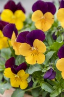 Viola 'Orange Duet', Viola x wittrockiana, a long flowering and hardy annual that thrives in pots.