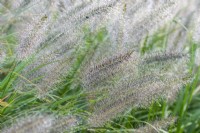 Pennisetum alopecuroides 'Hameln', Chinese fountain grass, a clump-forming perennial grass bearing large bristly seedheads from August into autumn.