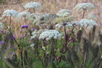 Selinum wallichianum, Mallich milk parsley, annual with flat umbels of tiny white flowers and ferny foliage from midsummer, lasting long into autumn.