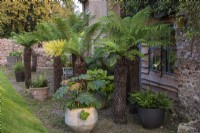 A shady terrace is home to tree ferns, Dicksonia antarctica, and pots of ferns, fatsia and hostas.