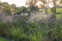 The grass bed planted with Selinum wallichianum, Deschampsia x flexuosa 'Goldtau', Pennisetum alopecuroides 'Hameln', Sesleria autumnalis and Verbena bonariensis. Behind, glimpses of the autumn border.